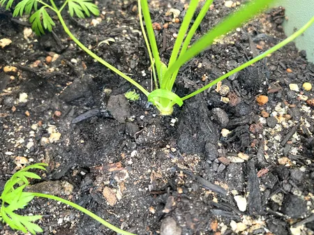 にんじんの株元のクロースアップ。緑色の茎が土から出ている