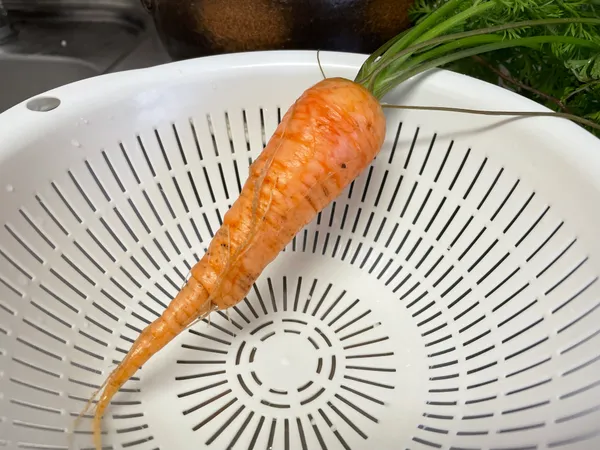 ザルにのせた収穫したてのにんじん1本。色が薄く、細い