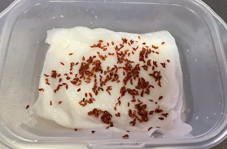 湿らせたキッチンペーパーに種を並べる