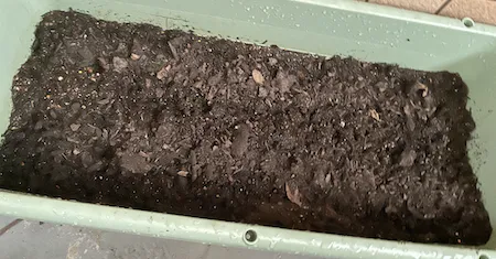 すじまき後、腐葉土を1cm程度かけた