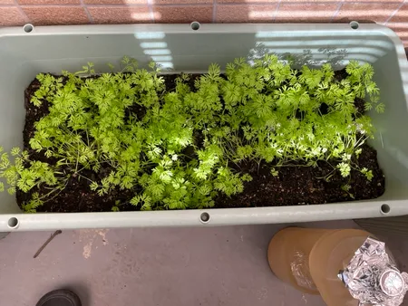 間引き前のプランター。にんじんの芽が密に生えている