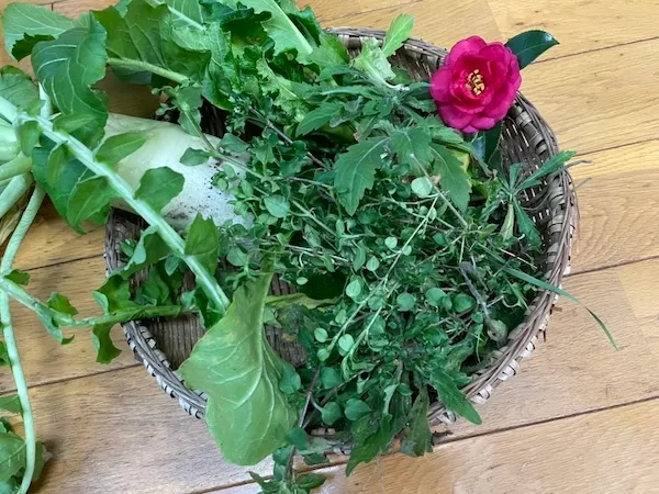 春の七草バンドル。椿の花も