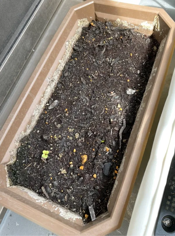 発芽した