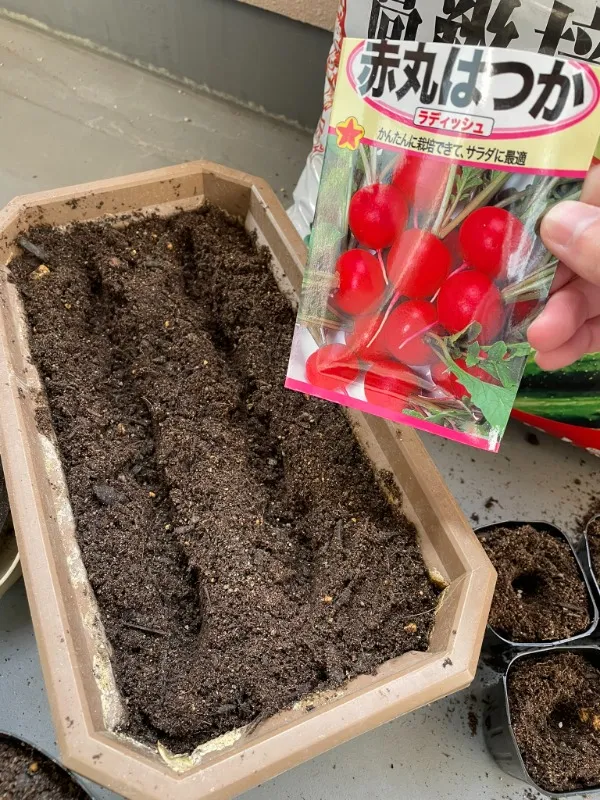 すじまきを行う
