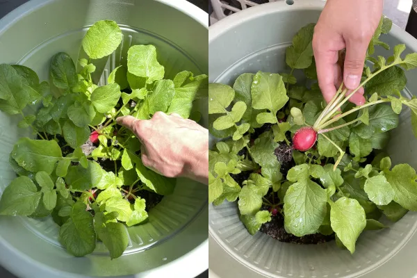 間引き菜を植え替えた「敗者復活戦」組の収穫