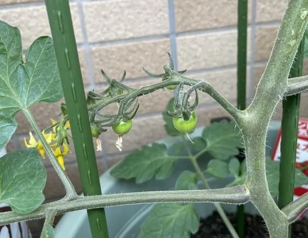 シュガーミニの一番花の実