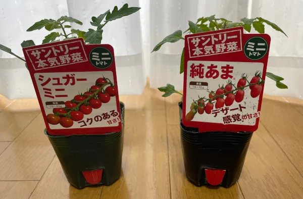 左:シュガーミニ、右:純あま