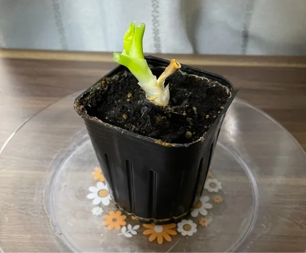 可食部をすべて切り取った土耕栽培ネギ