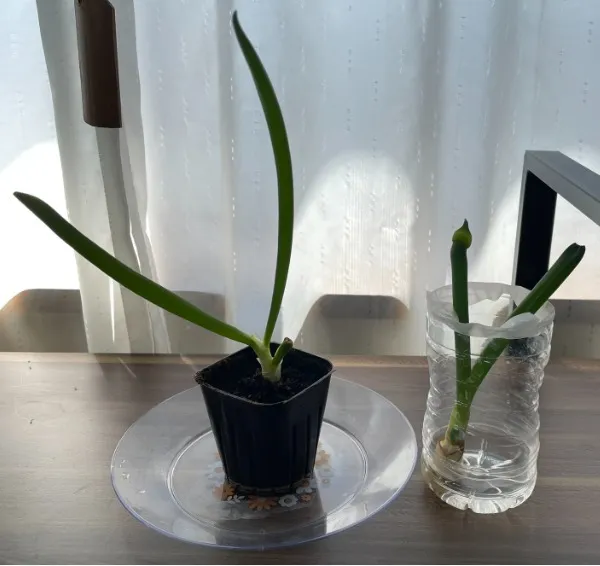 土耕栽培の兄ネギが一気に大きくなった