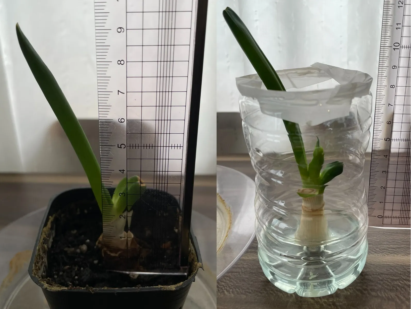 ネギの長さを測定。土耕栽培の兄は9.5cm、水耕栽培の弟は12cm