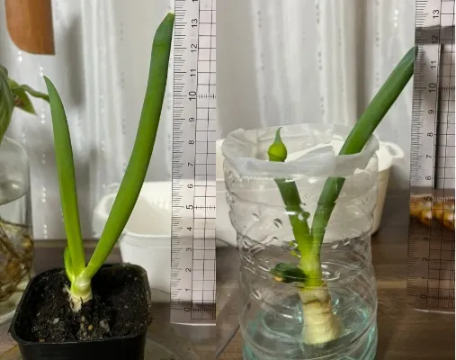 ネギの長さ測定。兄は13.5cm, 弟は12cm