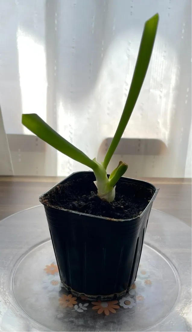 収穫後のネギ