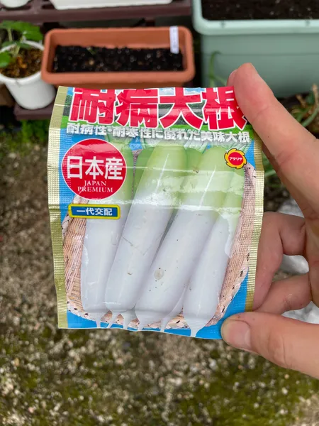 手に持った耐病大根の種袋