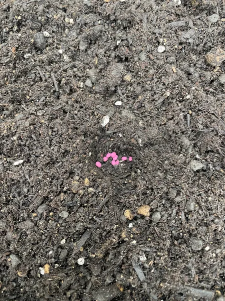 土のくぼみにまいた大根の種