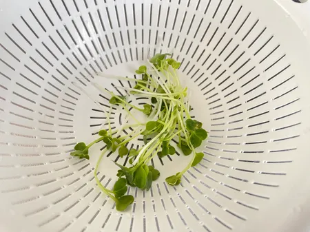 白いざるに入れた大根の間引き菜