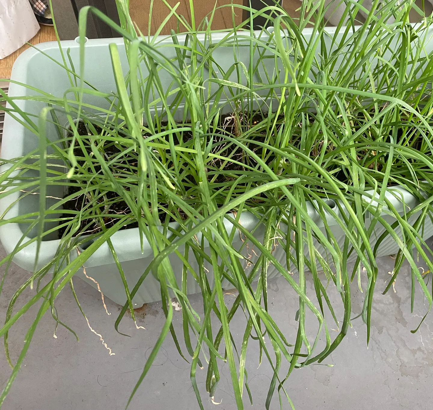 葉が伸びて茂ったニラのプランター