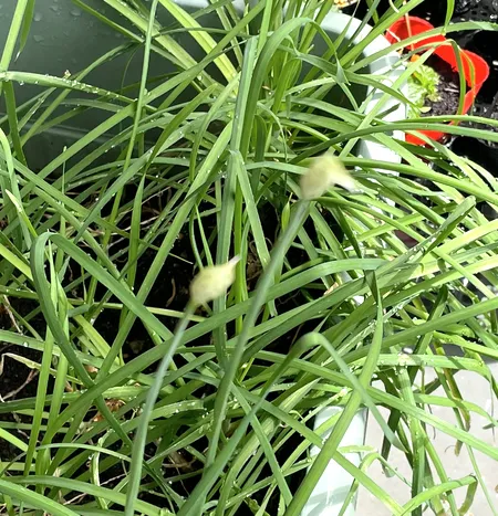 ニラの葉のあいだから伸びた茎の先に付いた蕾
