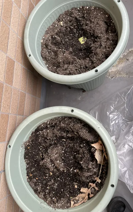 大根を育てたあとの土