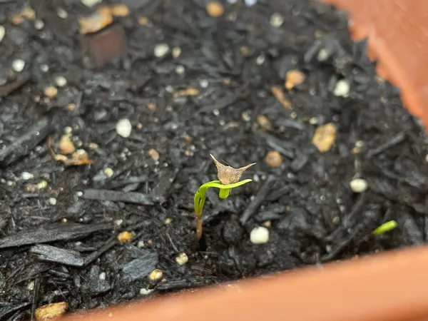 先の尖った種の殻を葉先にかぶったまま伸びたほうれん草の芽