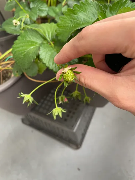 受粉後にふくらみ始めた緑色のいちごの実を指でつまんでいる