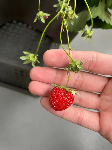 株についたまま赤く色づいたいちごの実を、手のひらに載せて持ち上げている