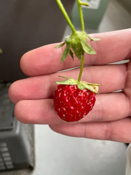 へたと茎をつけたまま収穫した、赤いいちごの実