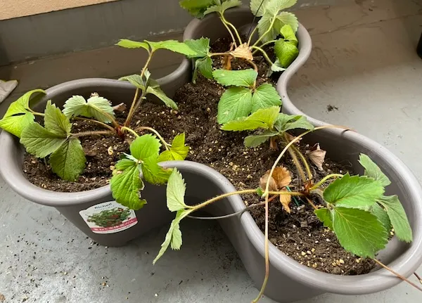 ハーベリーポットにいちごの苗を植えつけた