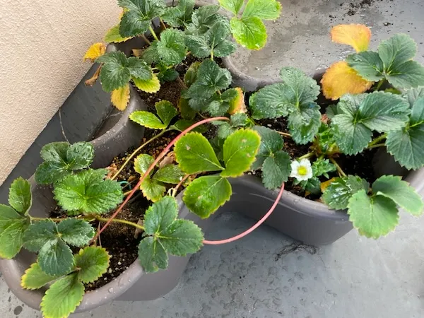 いちごに白い花が一輪咲いた
