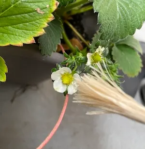 精麻のタッセルでいちごの花に人工授粉する様子