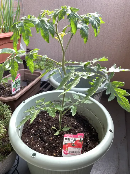 直径30cmの丸鉢に植えた中玉トマトと咲いた一番花