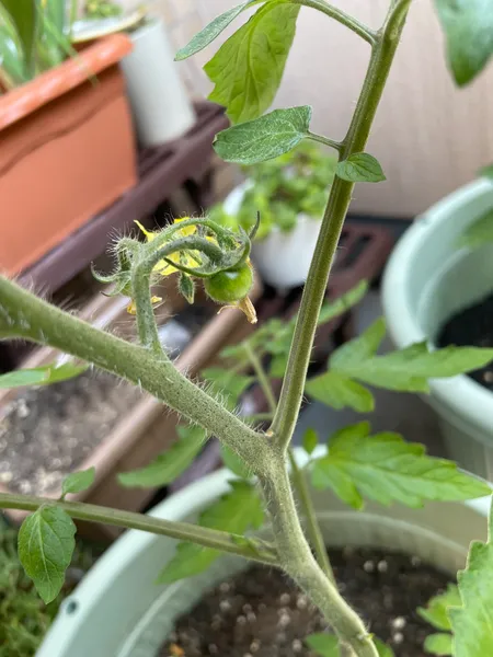 花のあとに着果した一番果