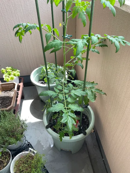 支柱を立ててクリップで留めた中玉トマトの株