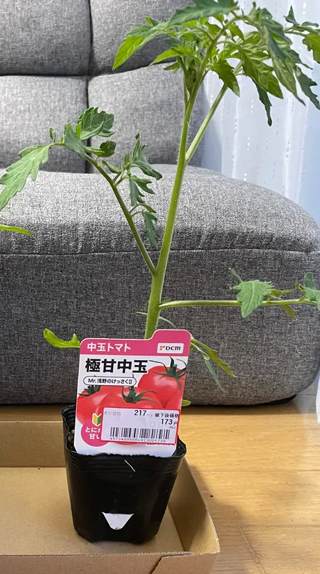 ホームセンターで買ってきた中玉トマトの苗