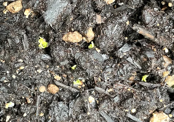 培養土から顔を出した小カブの小さな芽