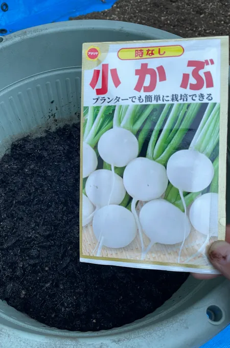 培養土を入れた丸鉢の上にかざした時なし小かぶの種袋