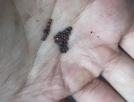 手のひらに載せた小カブの種