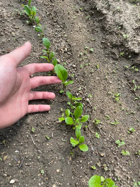 手のひらと並べたビタミン菜の株