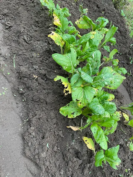 葉に穴があいた収穫直前のビタミン菜