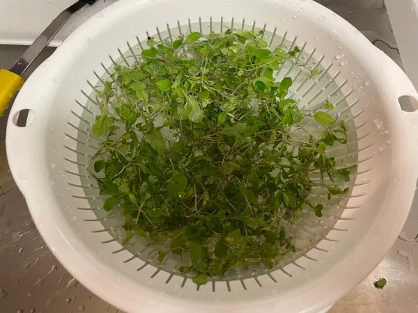 ザルに山盛りになった間引き菜