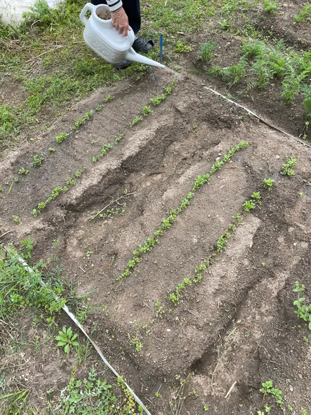 じょうろでうねに水をやっているところ